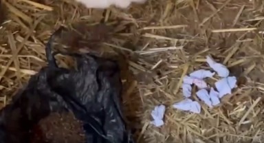 Ağılda uyuşturucu ticareti yapan zanlı tutuklandı