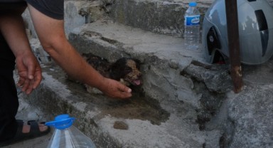 Alevler içinde kalan köpek yavrusu kurtarıldı