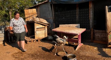 Anne şefkatiyle yaralı leyleğe sahip çıktı