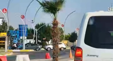 Edirne Belediyesi’nin beton refüje palmiye ekimine tepki geldi