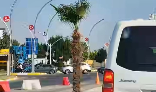 Edirne Belediyesi’nin beton refüje palmiye ekimine tepki geldi