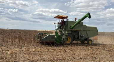 Ayçiçeği üreticilerinin hasat mesaisi devam ediyor