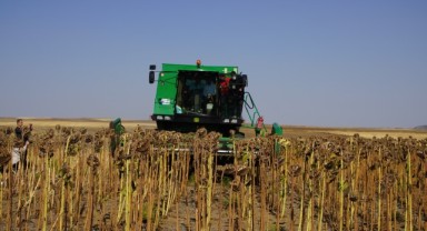 Ayçiçeğinin kuraklığa dayanıklılığını ölçmek için 3 farklı yöntemle ekilen ürünler hasat edildi