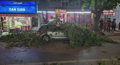 Devrilen ağaç otomobil ve minibüse zarar verdi