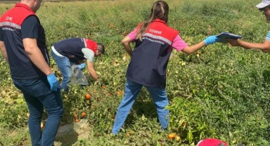 Domates tarlalarında kalıntı denetimi yapıldı