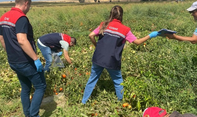 Domates tarlalarında kalıntı denetimi yapıldı