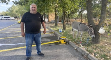 Edirne'de taksicilerin sahiplendiği Eşek 