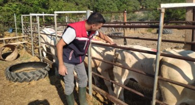 Enez’de hayvan sağlığı için çalışmalar devam ediyor