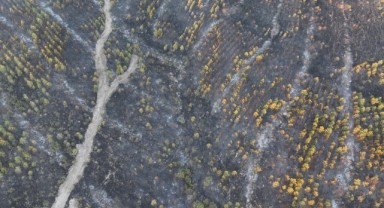 Enez’deki yangında 12 bin dönüm alan zarar gördü