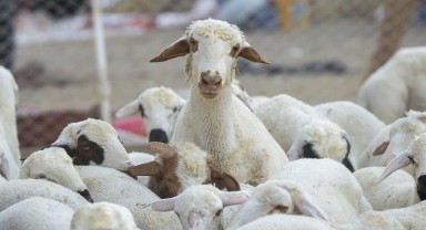 Küçükbaş yetiştiricilerine 1,2 milyon TL’ye kadar kredi imkanı