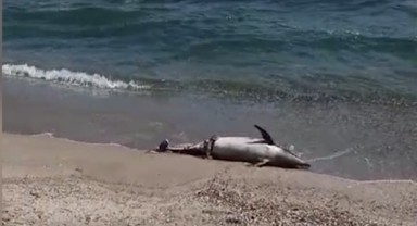 Ölü yunus sahile vurdu