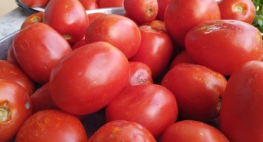 Salça yapımı başladı