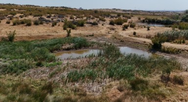 Sazlık Göleti kuraklık nedeniyle kuruma noktasına geldi