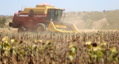 Sıcaklık nedeniyle ayçiçeği hasadı son yıllarda erken başlıyor