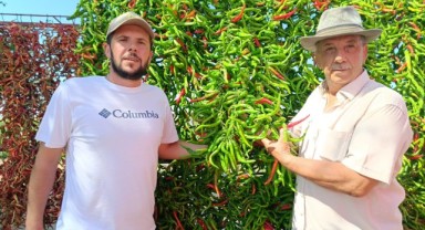 Tava ciğer lezzetinin ortağı Karaağaç biberinde hasat dönemi başladı