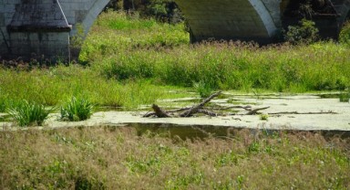 Tunca Nehri Yatağı Yeşilliklerle Doldu