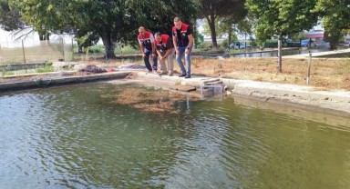 Yavru sazanlar doğayla buluşmaya hazırlanıyor