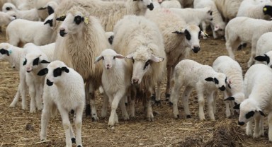 Akbay: “Küçükbaş hayvancılıkta sürdürülebilirlik için yapısal adımlar şart”