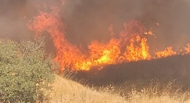 Anızda çıkıp ağaçlık alana sıçrayan yangın söndürüldü