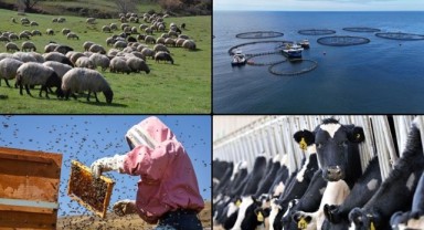 Arıcılıktan ipek böceğine, tiftikten su ürünlerine destekler yükseltildi