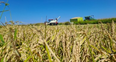 Çeltik hasadı Edirne’yi fotoğraf stüdyosuna çevirdi