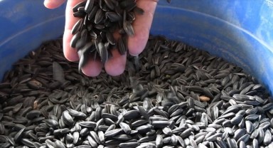 Çerezlik ayçiçeğinde