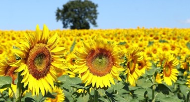 Gelecek yıl ayçiçeği ekim alanının düşmesi bekleniyor