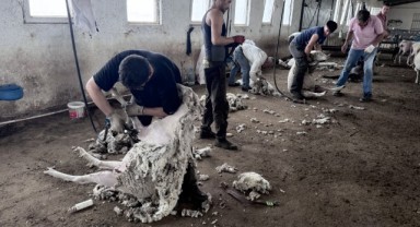 Gezgin kırkımcılar Trakya'da yoğun mesaide