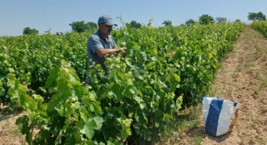 Havsa’da üzüm hasadı bereketli geçti