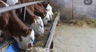 Hayvancılık işletmesi denetlendi