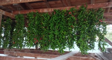 Karaağaç Biberlerinde kurutma mesaisi