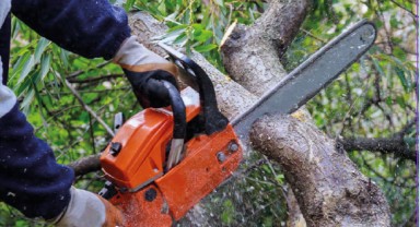 Kestiği ağacın altında kalan genç hayatını kaybetti