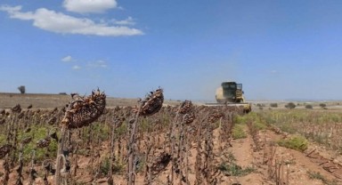 Kuraklık ve sıcaklar bu yıl da ayçiçeğinde verimi düşürdü