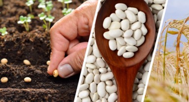 Organik tarım ve sertifikalı tohuma ek teşvikler yolda