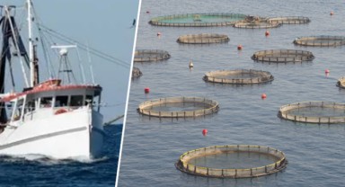 Su ürünleri üretimi elektronik izleme ile takip edilecek