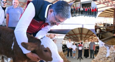 Sütçü ırklar etçi ırklarla melezlenecek