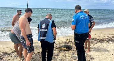 Yaralı caretta caretta tedaviye alındı