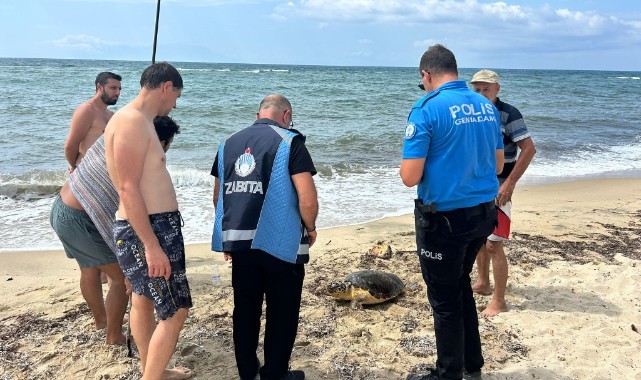 Yaralı caretta caretta tedaviye alındı