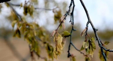 Zirai dondan etkilenen 220 üreticiye 22,5 milyon lira destekleme