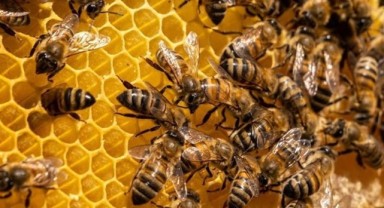 Arıcılar Kış Hazırlıklarına Başladı