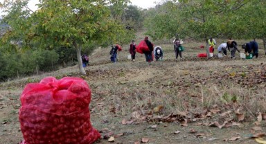 Bozuk orman arazisinde yetiştirilen cevizlerin hasadı başladı