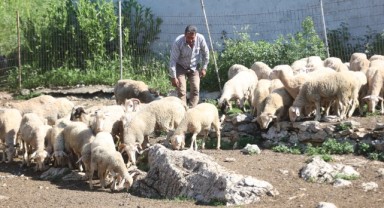 Devlet desteğiyle sürü sahibi oldu