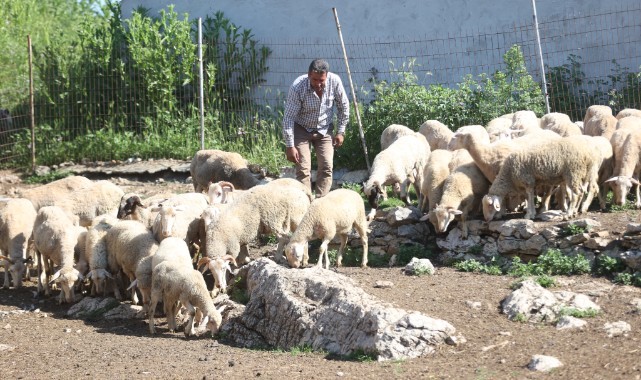 Devlet desteğiyle sürü sahibi oldu