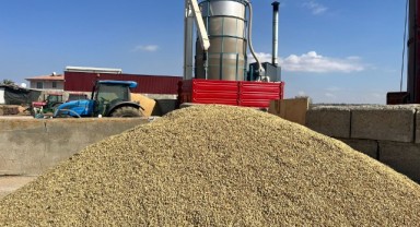 Edirne’de Çeltik Hasadının Ardından Kurutma Mesaisi Başladı