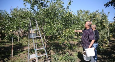Edirne’de hünnap üretimi yaygınlaşıyor