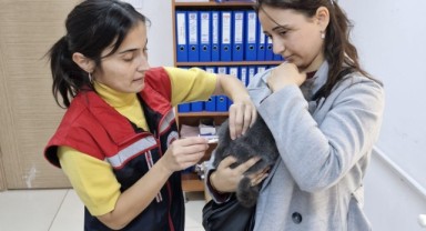 Evcil hayvanlar mikroçip uygulamasıyla kayıt altına alınıyor
