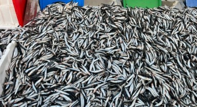 Hamsi 100 liraya düştü, balıkçı tezgahlarında kuyruklar uzadı