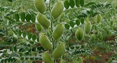 Nohudun gelişimi dijital sistemle takip edilecek