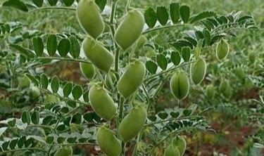 Nohudun gelişimi dijital sistemle takip edilecek