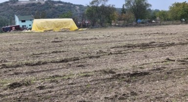 Yaban Domuzları Tarlaları Talan Etti